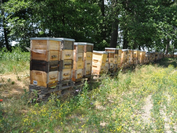 Podpora včelárov bude v objeme 2,1 milióna eur