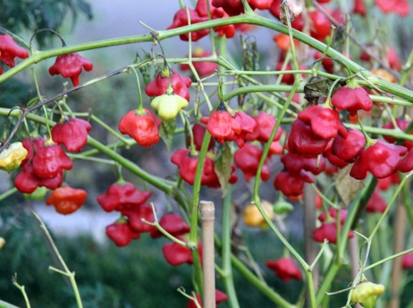 Farma vo Veľkom Kýre pestuje najštipľavejšie čili papričky