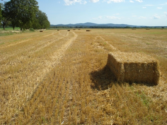 Oproti vlaňajšku bude úroda obilnín v Rakúsku nižšia o štvrtinu
