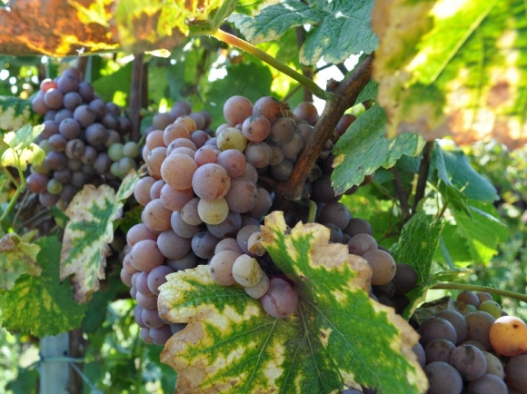 Významné zníženie produkcie vína vo Francúzsku a Španielsku