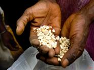 FAO varuje pred znížením produkcie potravín