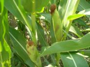 Protirečivé závery štúdií k produkcii etanolu z kukurice v USA
