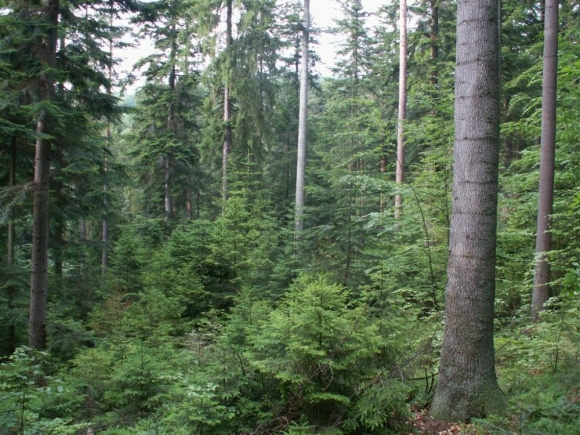 Tržby lesného hospodárstva presiahli pol miliardy