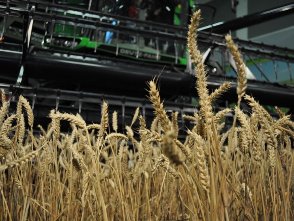 Priemerné úrody pšenice dosiahli takmer 5 ton