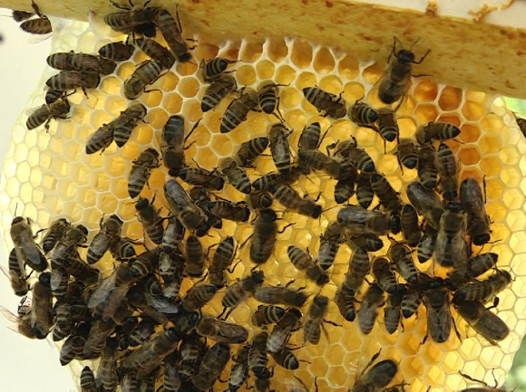 Problémy včelárov sú v regióne V4 rovnaké