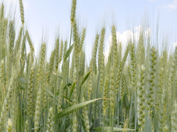 Odborníci nemeckého agroministerstva navrhujú zmeny