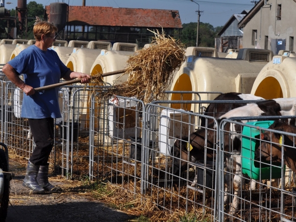 ČR: Počet ľudí v poľnohospodárstve klesol na 100-tisíc