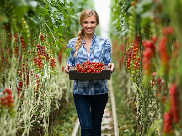 Zimné paradajky končia sezónu uprostred leta