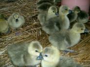 Veterinári kvôli výskytu vtáčej chrípky usmrtia 679 husí, menej než avizoval