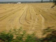 Produkcia pšenice v EÚ v roku 2009 poklesne
