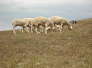 VYHLÁSENIE: Ministra Stanislava Becík o podpore chovu oviec