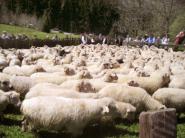 Štát podporí nové a rozširujúce sa chovy oviec