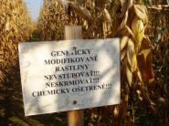 Nemusia zrušiť zákaz pre geneticky modifikovanú kukuricu