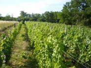 O možnostiach rozvoja nášho vinohradníctva