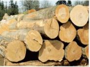 Podnik Lesy je pripravený v plnej výške využiť štátnu pomoc 66,39 mil.eur