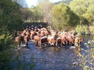 V Podturni sa stretli chovatelia pinzgauského dobytka