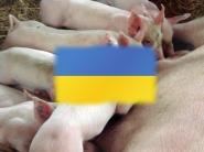 OŠÍPANÉ Ukrajina. Stavy zvierat rastú