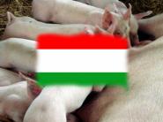 OŠÍPANÉ Maďarsko. Očakávajú nárast cien