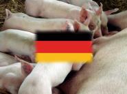 OŠÍPANÉ Nemecko. Rekordný vývoz bravčového mäsa v roku 2008
